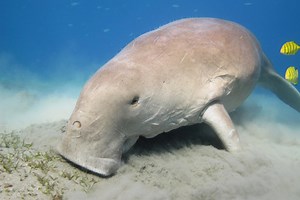 Dugong pripada redu Sirenia i zaista je neobičan, pogledajte video. Lak je plijen za lovce, a tražen je zbog mesa, ulja, kože, kostiju i zuba