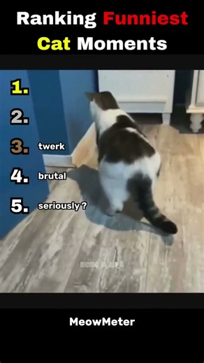 Ranking best cats #cats #funnycats #ranking #funnycatmoments
