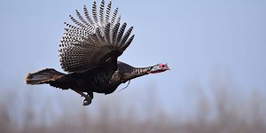Why can't turkeys fly?