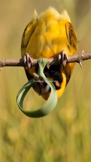 How birds build nests #birdlife #birdlovers #birdwatching #nationalanthem #Eagles #gigihadid