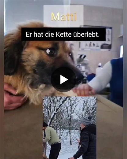 𝗣𝗿𝗶𝗻𝗰𝗲𝘀𝘀 𝗠𝗮𝗷𝗮 𝗿𝗲𝘀𝗰𝘂𝗲𝘀 𝗮𝗻 𝗮𝗯𝘂𝘀𝗲𝗱 𝗰𝗵𝗮𝗶𝗻𝗲𝗱 𝗱𝗼𝗴, 𝘄𝗵𝗶𝗹𝗲 𝗺𝗮𝗻𝘆 𝗰𝗼𝗺𝗽𝗮𝗻𝗶𝗲𝘀 𝗮𝗿𝗲 𝗳𝗶𝗻𝗮𝗹𝗶𝘇𝗶𝗻𝗴 𝘁𝗵𝗲𝗶𝗿 𝗖𝗦𝗥 𝗿𝗲𝗽𝗼𝗿𝘁𝘀. Social… | Princess Maja von Hohenzollern