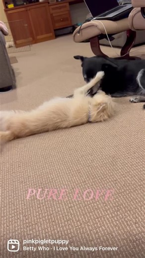 34K views · 8.5K reactions | How did we actually get this lucky, to...