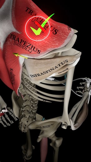 🔥Rotate, Don’t Retract 🎯 When performing shoulder external rotation on the cable, many people allow the scapula to drift forward and backward, almost “lifting off” instead of staying stable. When the scapula shifts too much, the scapular retraction muscles take over. They switch from their intended role as static stabilizers into unwanted dynamic movers, reducing the load on the shoulder external rotation muscles. This usually occurs when the weight is too heavy or when awareness is lost. Try