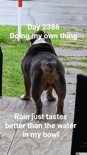 The life of Rosco