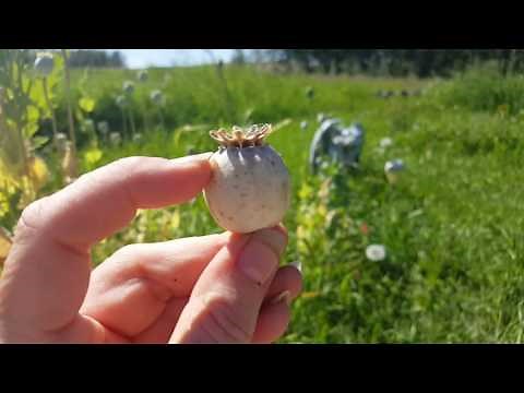 Harvesting poppies