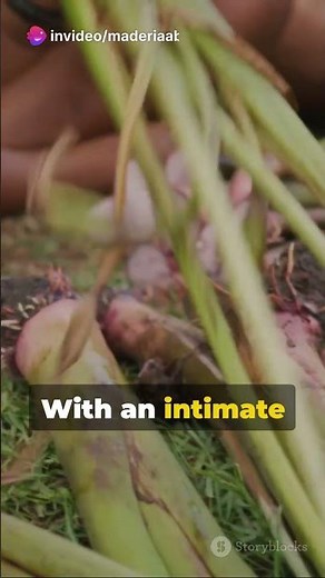 🌿 Mysteries of the Amazon: Unveiling the Yanomami Tribe's Hunter-Gatherer Traditions ! 🌺🌳