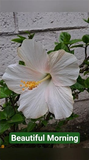 Hibiscus (गुड़हल) की खूबसूरती 🌺 #flowers #hibiscus #gardening