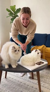 Purr-plexed: My Cake Clone Got the Knife! 🐱🔪 When your birthday cake is basically your fluffy doppelgänger and it’s about to get sliced 😂 My cat’s face says it all: "Wait… is that ME on the platter?!" as she watches her frosting twin face the knife. Meanwhile, the cake just sits there looking suspiciously cute. Happy Birthday to the furball who just witnessed the most delicious identity theft! Quick poll: save the cake or call pawlice? 🐾🚨 #CatCakeCrisis #TwinningProblems #FakeItTillYouCakeI
