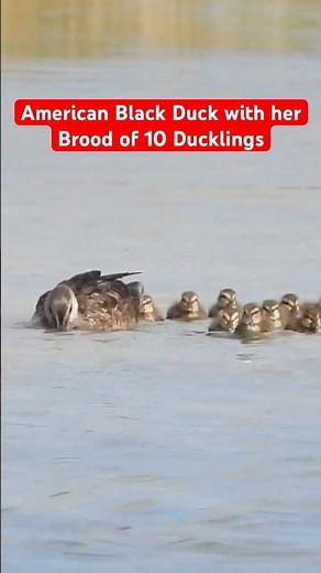 American Black Duck & Ducklings #blackduck