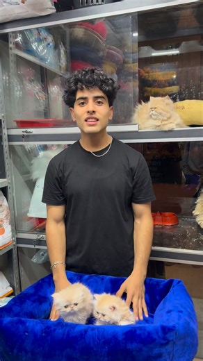 Animalerie Assaad on Instagram: "✨ Magnifique couple Persan pure race disponible ✨ Nous vous présentons un mâle et une femelle Persan pure race, avec de superbes couleurs rares et élégantes 😍 💎 Poil long, doux et soyeux 💎 Visage adorable et typique de la race 💎 Très affectueux et proches de l’humain 💎 Trop actifs, joueurs et pleins d’énergie 💎 Habitués à la litière Ce sont des chats d’exception, élevés avec amour et attention ❤️ Ils sont en très bonne santé, propres et déjà sociabilisés. L