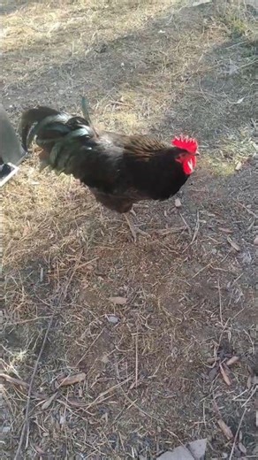 Did the Trick Work… or Not? 👀🐔