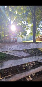 � Flor de Flamboyant � | Minha Casa no Sítio