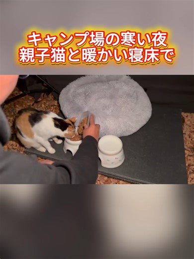 キャンプ場の寒い夜に猫の親子が温まりにやってきた。PART 4 #キャンプ #ソロキャンプ #猫好きな人と繋がりたい #viral #fyp