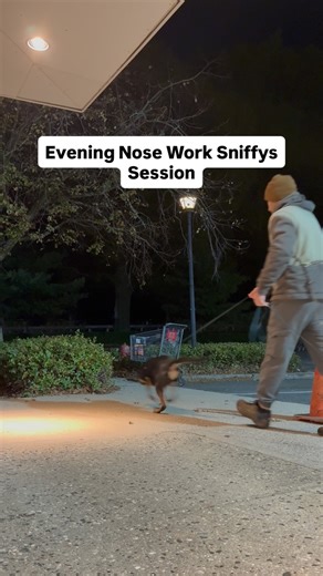 A little evening Nose Work Training session with Quest. When I first introduced nose work to Quest a couple months ago it took her a little bit to be convinced that nose work is fun. Now that shes convinced shes been really enjoying the work. My goal is to compete her once shes ready. #goals #dogtraining #dogtrainer #kelpie #nosework #scent #scentdetection #quest #skills | De Marinis Dog Training & Behavior