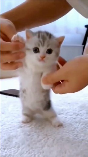 Cute Baby Kittens Playing | Adorable Kitten Fun!
