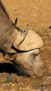 African Buffalo drinking Water Wincent yf9Gh #wildlife #nature #Buffalo | HAWI Studios