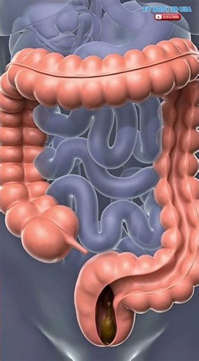 Ultra-Realistic Human Digestive Process | Educational Colon & Defecation Video