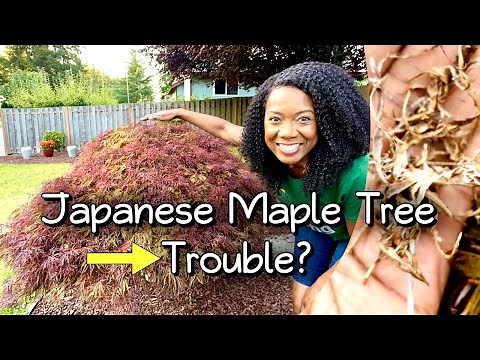 Dry Japanese Maple Tree Care | Maintenance