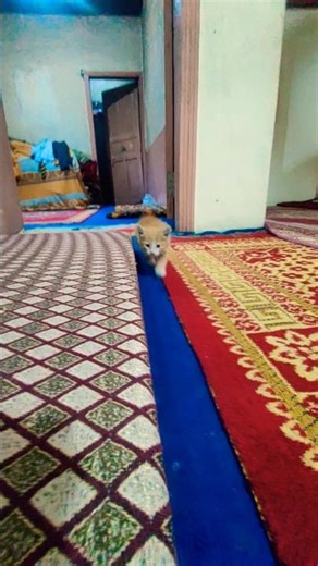 Cute Cat love you 😍❣️🐈