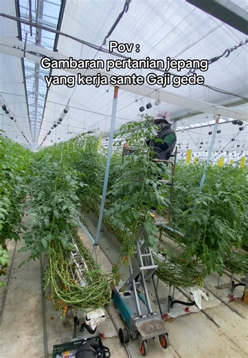 Pertanian Minotomato Jepang: Gambaran Kerja Santai dan Gaji Besar