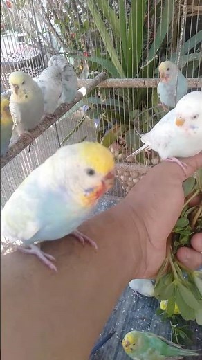 「インコが急に変わる理由、これです」
