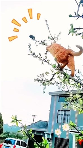 Cat Chasing Mouse ! #Shorts#shortsyoutube#cats shorts videos#prettycat #shortsfunny #kitten #cat