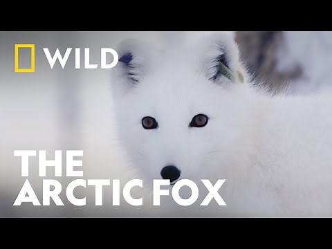 Norway's Endagered Arctic Foxes | Wild Predators | National Geographic WILD UK