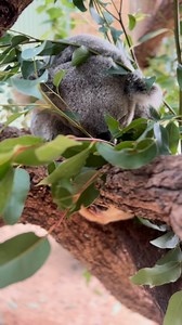 48K views · 1.6K reactions | Today is Endangered Species Day — a...