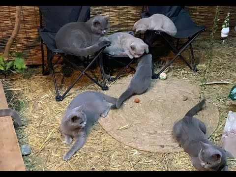 The Daily Life of a Kitten