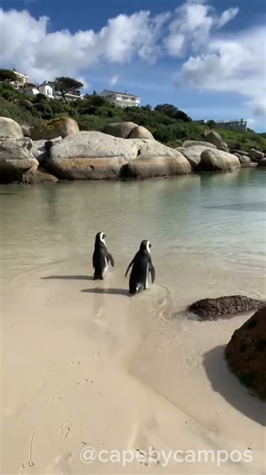 Back to the beach 🏖️ #explore #travel #capetown #beach #penguin
