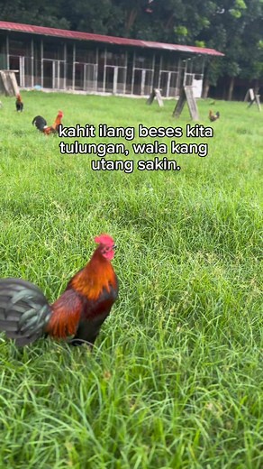 256K views · 7.5K reactions | lor Official on Reels | Facebook