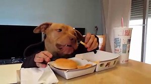 INCREDIBLE DOG EATING LIKE A HUMAN ﻿﻿ - Vídeo Dailymotion