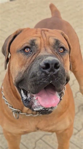 Exercise moments. #dogtraining #fypシ