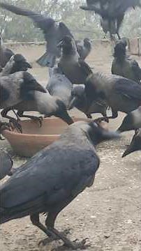 野生のカラスに餌をあげる - 驚くべきカラスの鳴き声と行動😍🐦