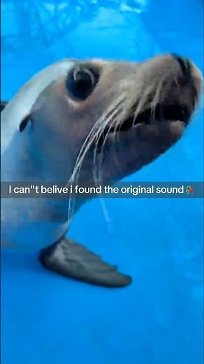 SEA LION 🦭🦁 Original sound ;) #seals #core #funny