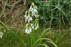 Allium triquetrum - Alchetron, The Free Social Encyclopedia