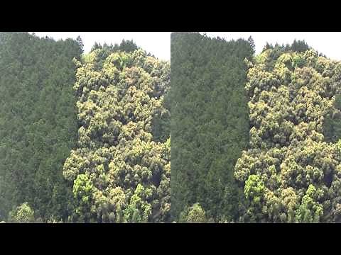 人工林と原生林。左の濃い緑が人工林（ヒノキ）、右が原生林（多分二次林）。