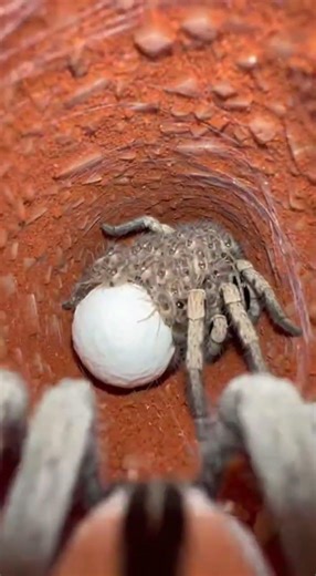 POV- Wolf Spider Exploring the Hidden Underground Tunnel | Planet MicroLife