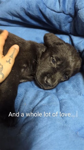 Meet Nyx 💫 This little star was born with a neurological condition called cerebellar hypoplasia — it means the part of her brain that controls balance and coordination didn’t fully develop. Because of it, she wobbles and shakes when she tries to stand, but with a gentle hand to steady her, she can start to find her balance. She’s brave and endlessly trusting — a reminder that perfection has nothing to do with how you move, and everything to do with how you live. 🖤 At AnimO, we believe every li