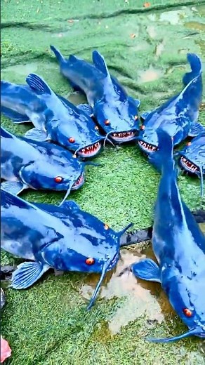 “Creepy Ball Transforms into Horrifying Fish Creatures! What Is This Thing?”#creepyball