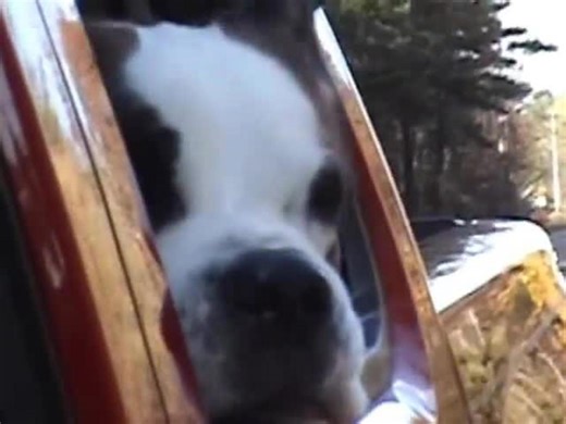 Dog's Jowls Flap in Wind