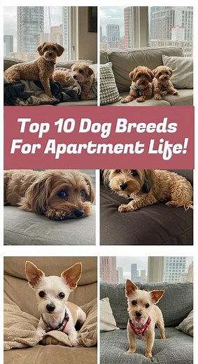 Top 10 Dog Breeds Perfect for Apartment Living 🐶 Best Small Dog Breeds for dog lovers #dogbreeds