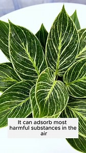 Diamond Pothos #gardening #garden #gardeningtips #gardenlife #gardeninspiration #gardenideas #gardenlove #gardendesign #gardenersofinstagram #gardenersworld #garden_styles #gardenphotography #gardenlovers #gardenerslife #gardenarart #gardenbeauty #gardensofinstagram #gardenplants #gardenviews #gardenersparadise #gardenista #gardeningcommunity #gardenloversclub #gardenaddict #gardeners #gardenerslife | Gardening Ideas
