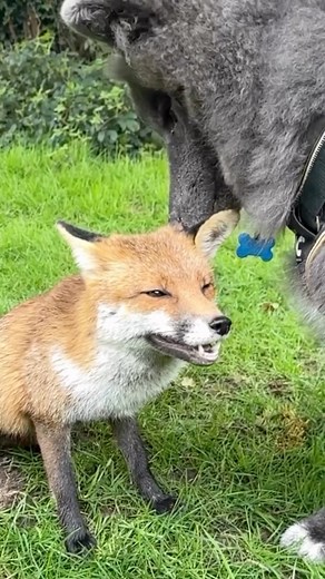 104K views · 11K reactions | The true story of a wild fox and a blue wolfdog #fox #redfox #wolf #wolfdog #bluewolf #bluewolfdog #animalfriendship #cuteanimals #animalsofinstagram #dogreels | Anneka Svenska | Facebook