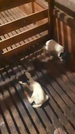 10K views · 259 reactions | Dorper pertama kelahiran Kalipare | Kandang Boer Kalipare | Facebook