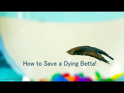 How to Save a Dying Betta
