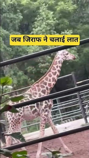 Giraffe sound ! Giraffe sound video #giraffe #viralshorts