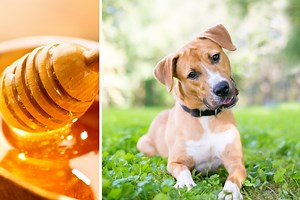 Here's How Honey Helps Hounds Having Health Hassles