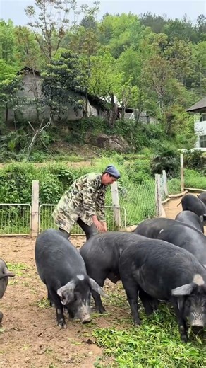 How to Feed Pigs with Forage Grass | Outdoor Farming