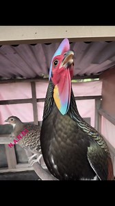 6.4M views · 82K reactions | Ayam hutan galau #fblifestyle | Nandi | Facebook